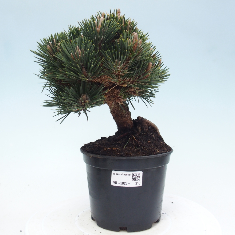 Venkovní bonsai - Pinus thunbergii senjyumaru - Borovice thunbergova