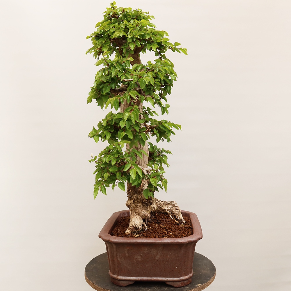 Venkovní bonsai -Carpinus Coreana - Habr korejský