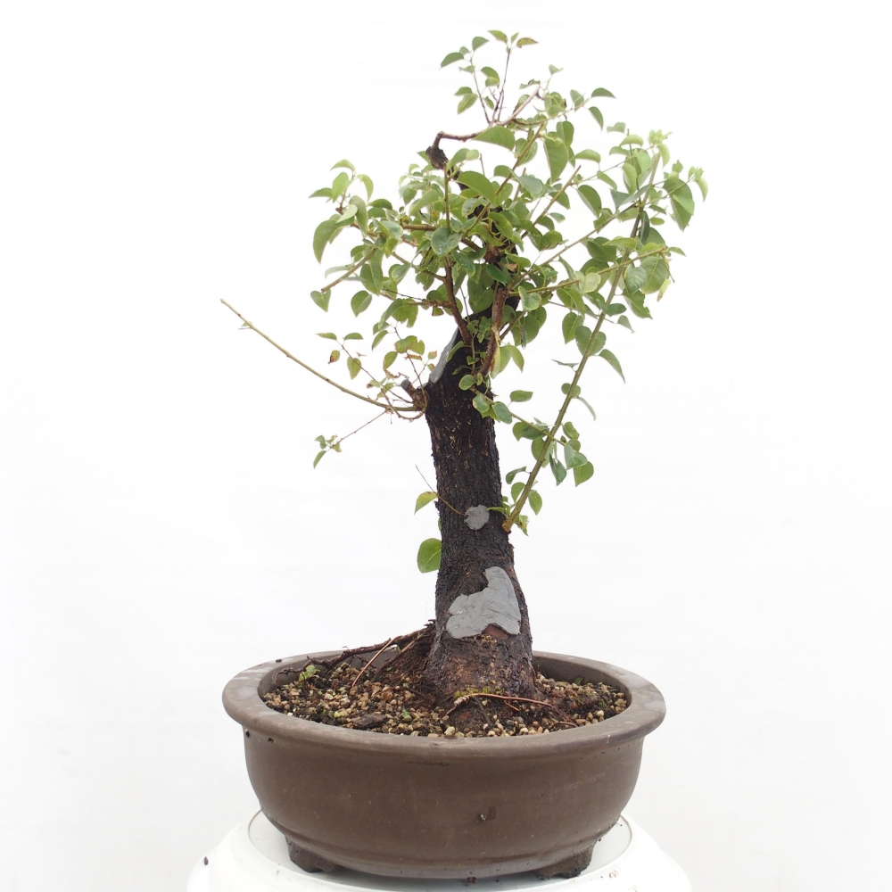 Venkovní bonsai - Mahalebka - Prunus mahaleb