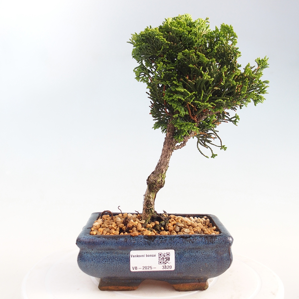 Venkovní bonsai - Cham.pis obtusa Nana Gracilis - Cypřišek