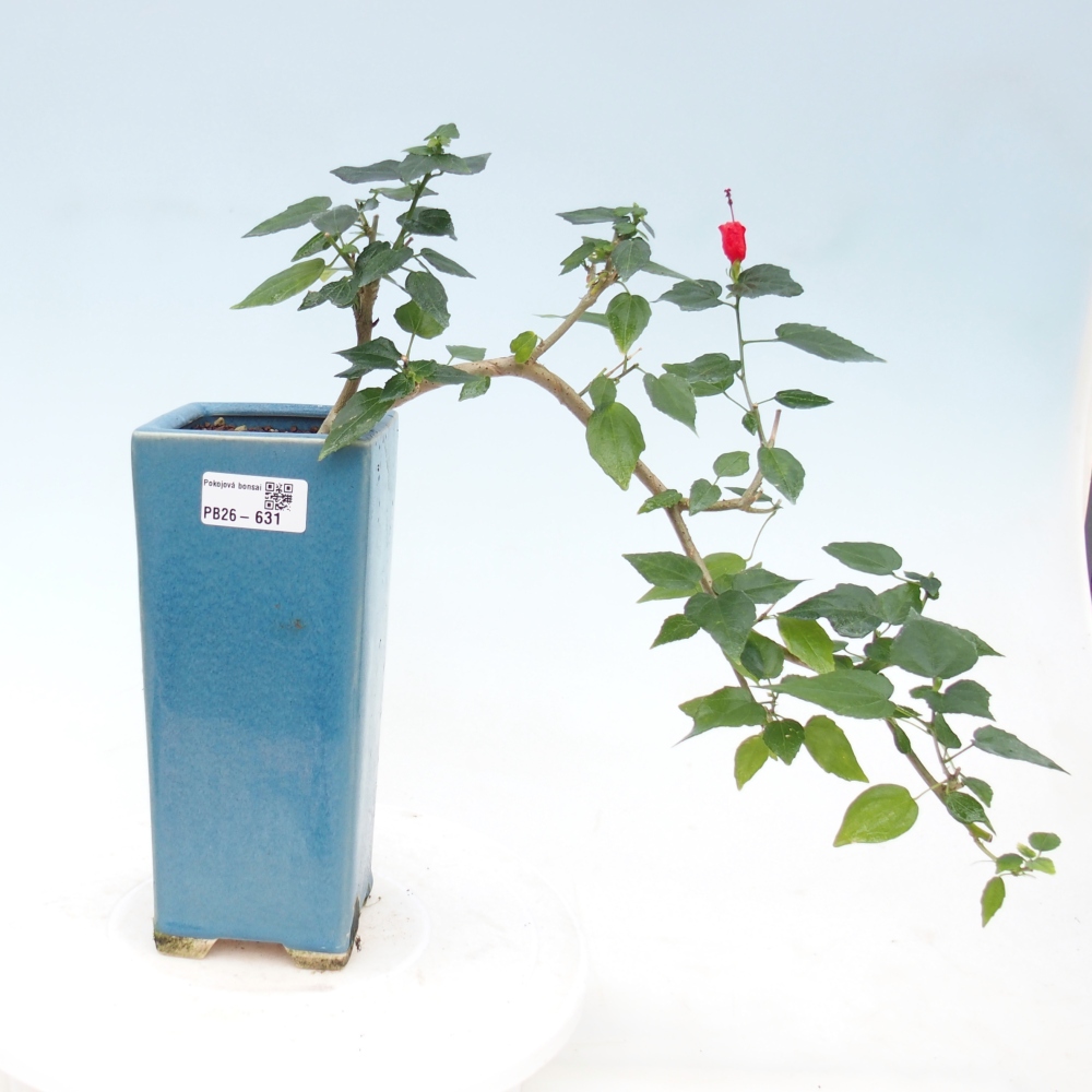 Pokojová bonsai - Malvaviscus arboreus - ibiškovec dřevnatý