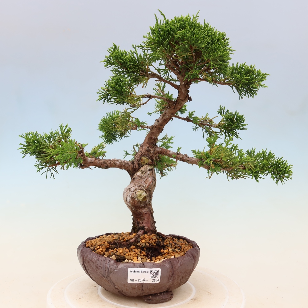 Venkovní bonsai - Juniperus chinensis Itoigawa -Jalovec čínský