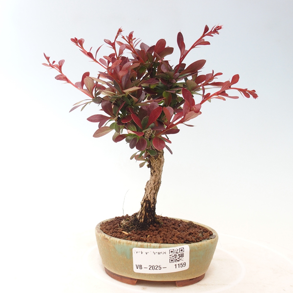 Venkovní bonsai - Berberis thunbergii Kobold - Dřištál Thunbergův