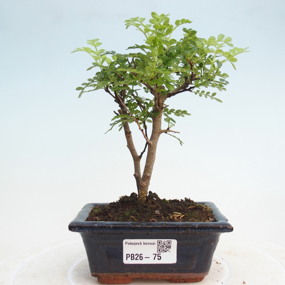 Pokojová bonsai - Zantoxylum piperitum - pepřovník