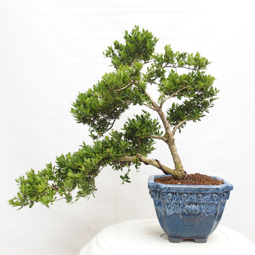 Pokojová bonsai - Ilex crenata - Cesmína