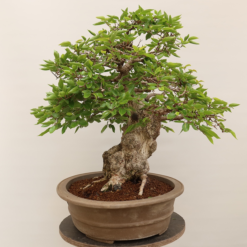 Venkovní bonsai -Carpinus Coreana - Habr korejský