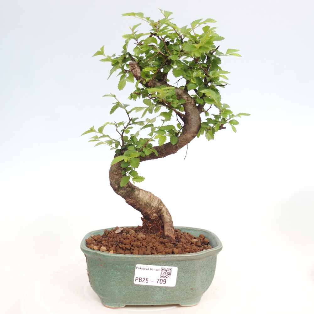 Pokojová bonsai - Ulmus parvifolia - Malolistý jilm