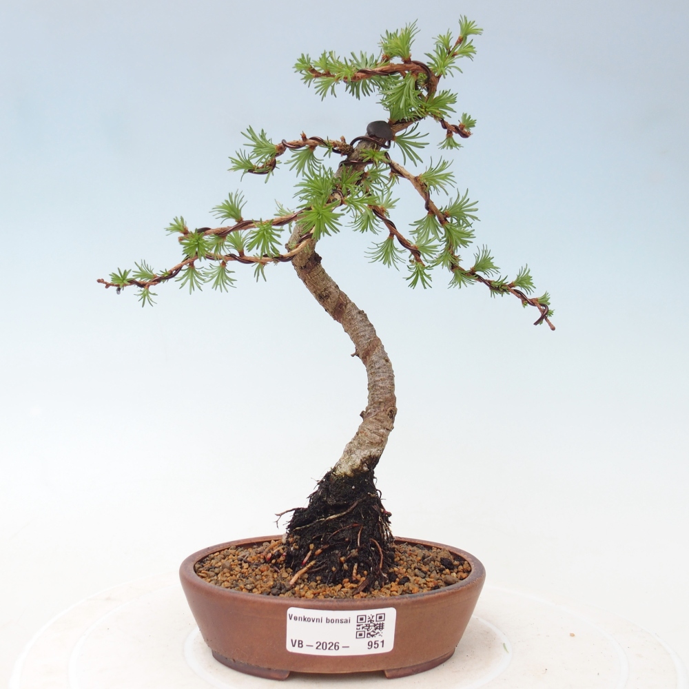 Venkovní bonsai - Larix Kaempferi - Modřín japonský