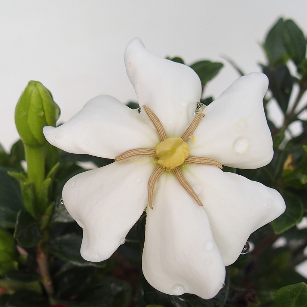 Pokojová bonsai - Gardenia jasminoides-Gardenie