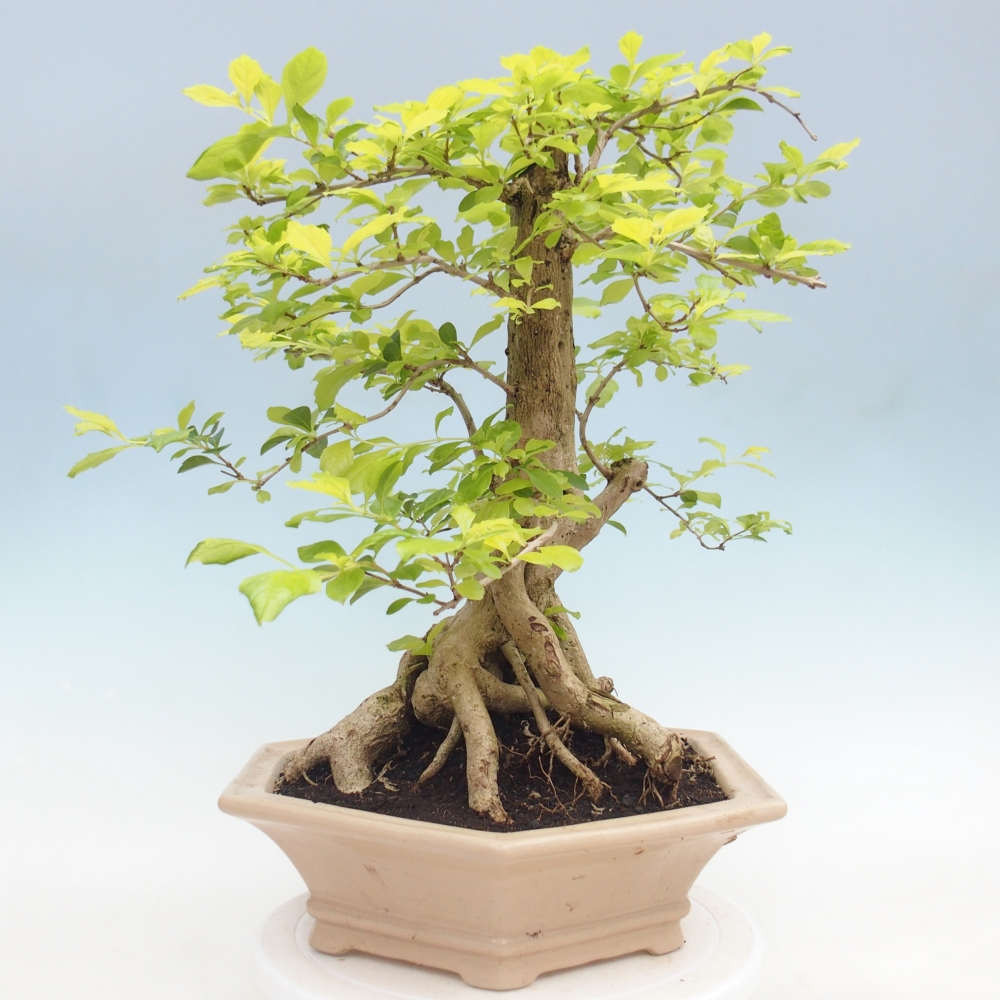 Pokojová bonsai - Duranta erecta Aurea - POUZE OSOBNÍ ODBĚR nebo paletová přeprava