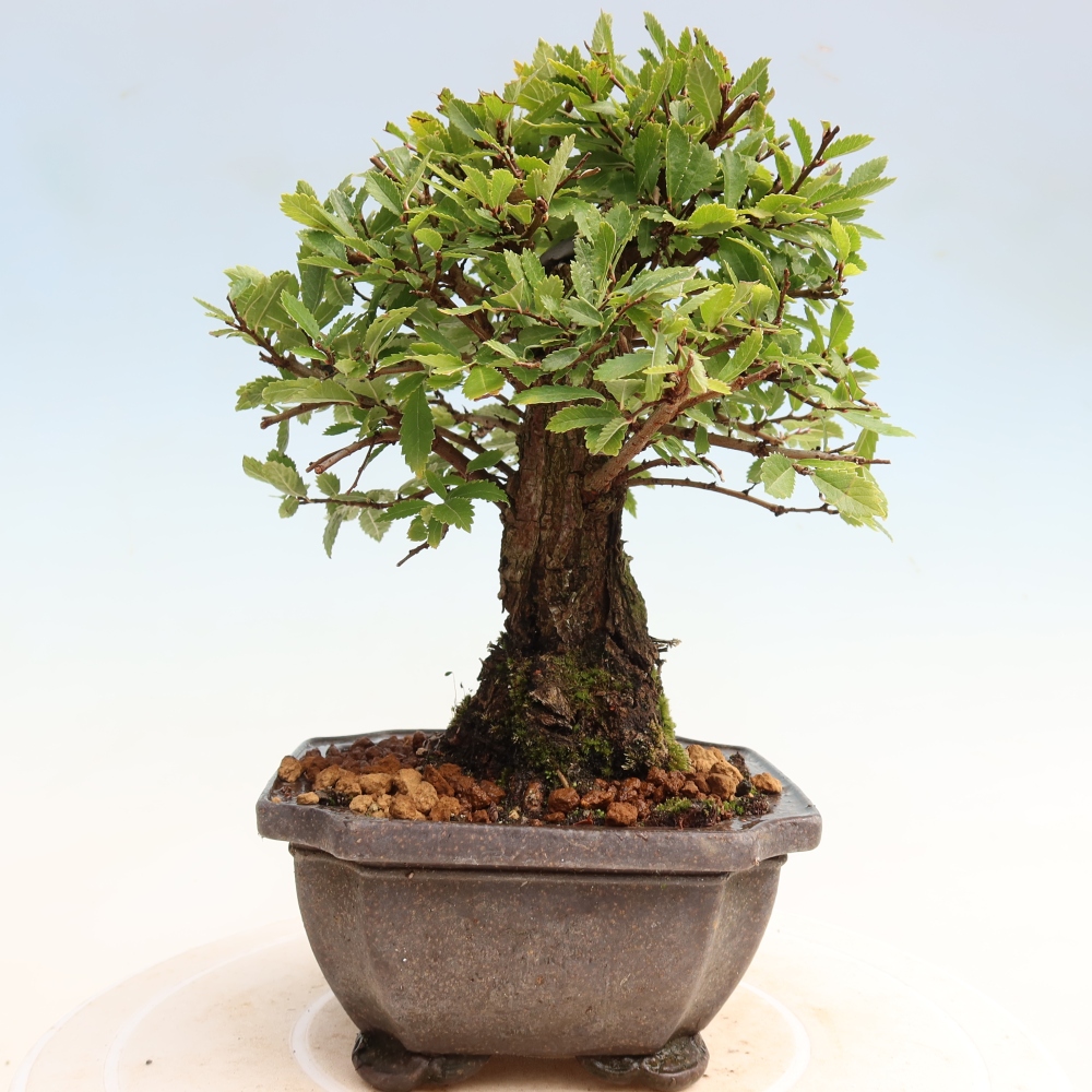 Venkovní bonsai - Zelkova - Zelkova NIRE