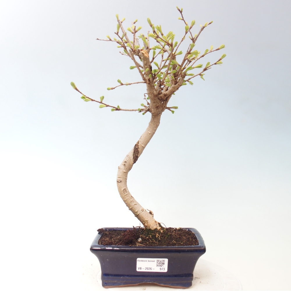 Venkovní bonsai -Pseudolarix amabis-Pamodřín
