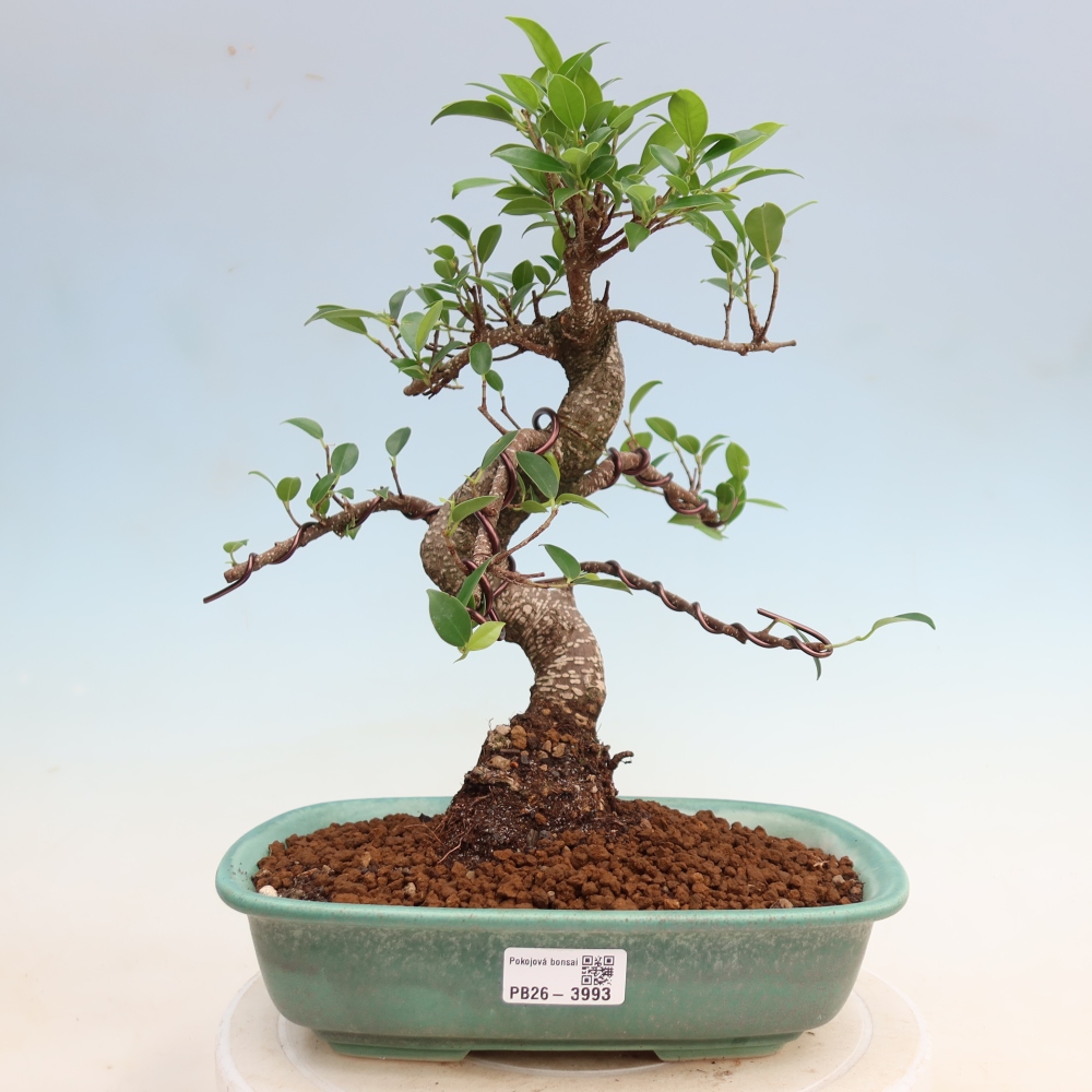 Pokojová bonsai - Ficus kimmen -  malolistý fíkus