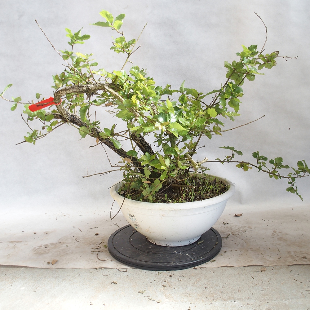 Venkovní bonsai Quercus Cerris - Dub Cer