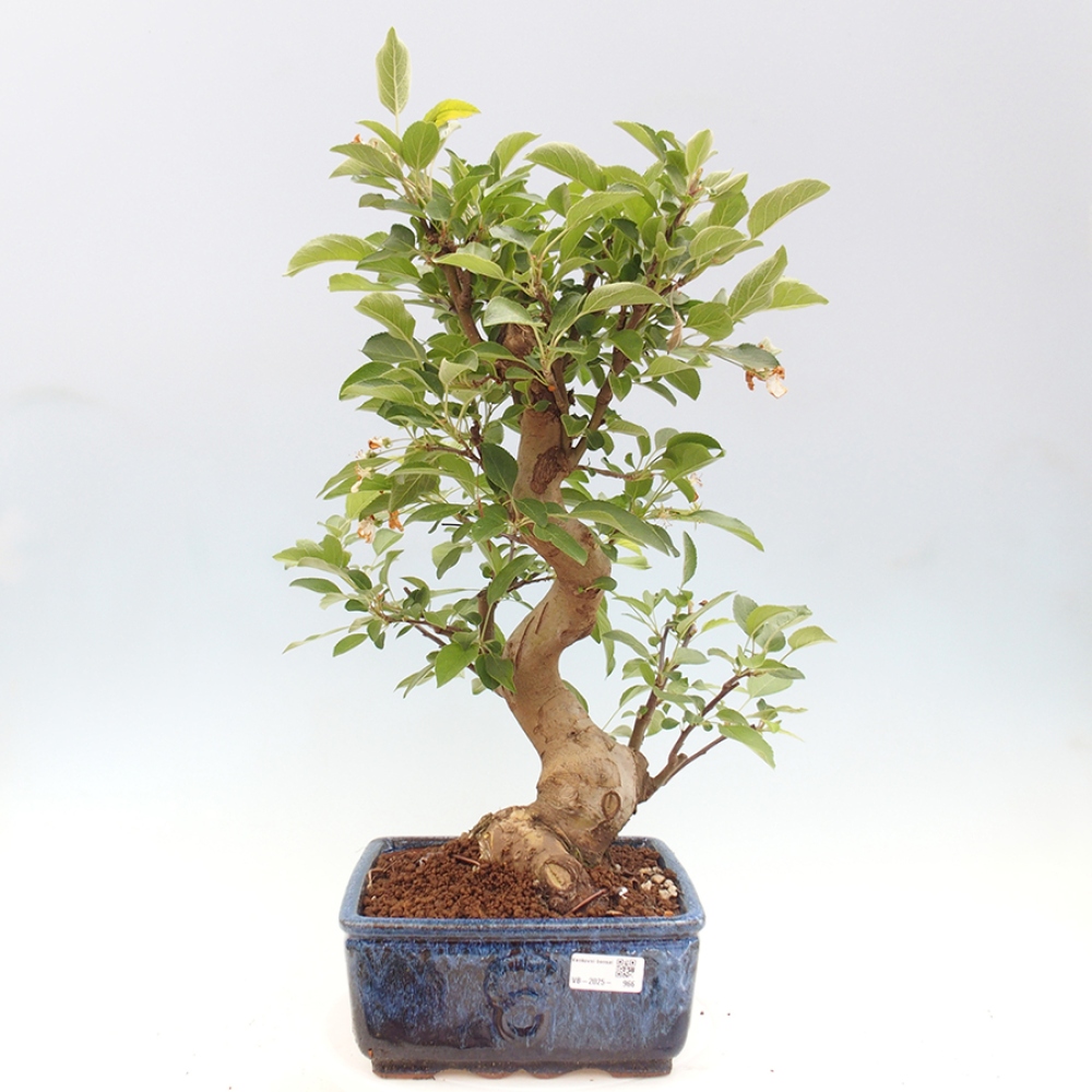 Venkovní bonsai -Malus halliana - Maloplodá jabloň
