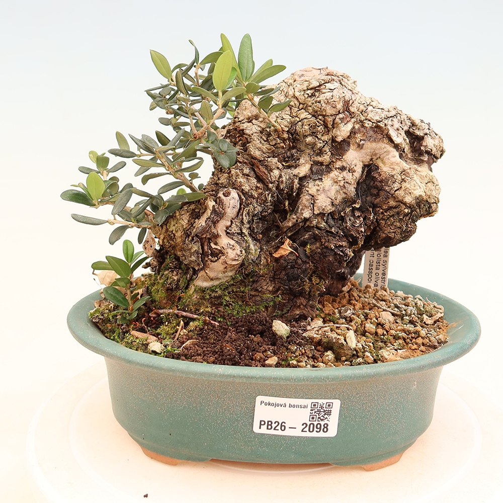 Pokojová bonsai - Olea europaea sylvestris -Oliva evropská drobnolistá