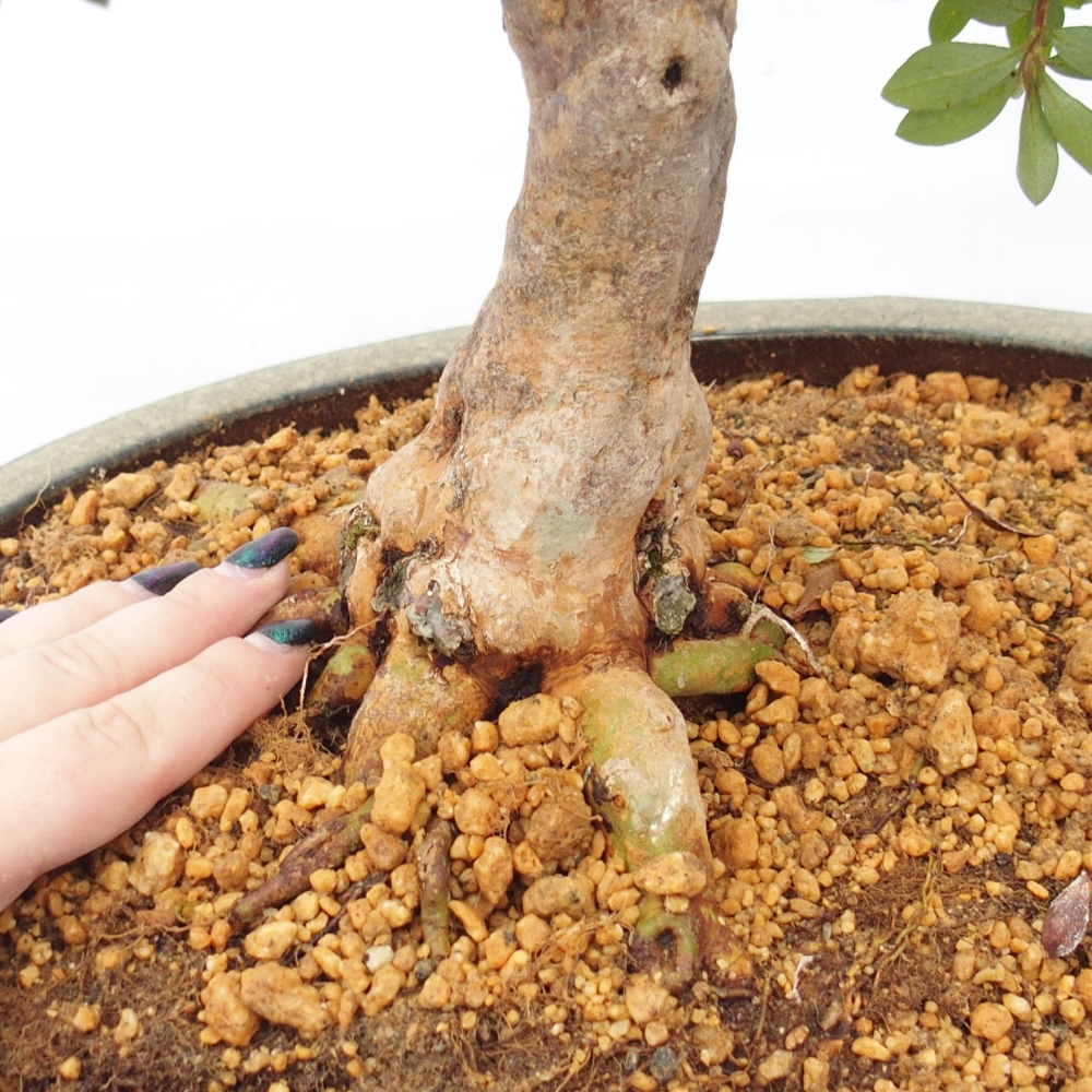 Venkovní bonsai - Japonská azalka - Azalea Hanatsuzuri