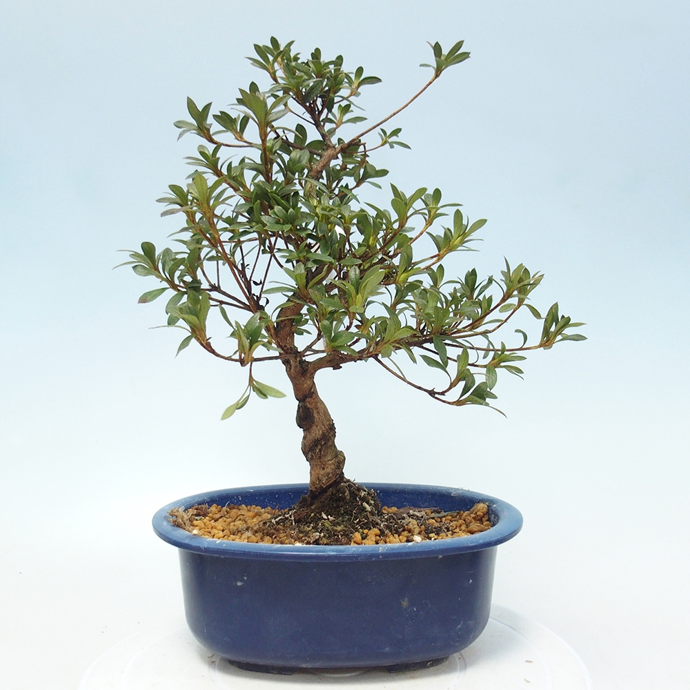 Venkovní bonsai - Japonská azalka - Azalea Senhime