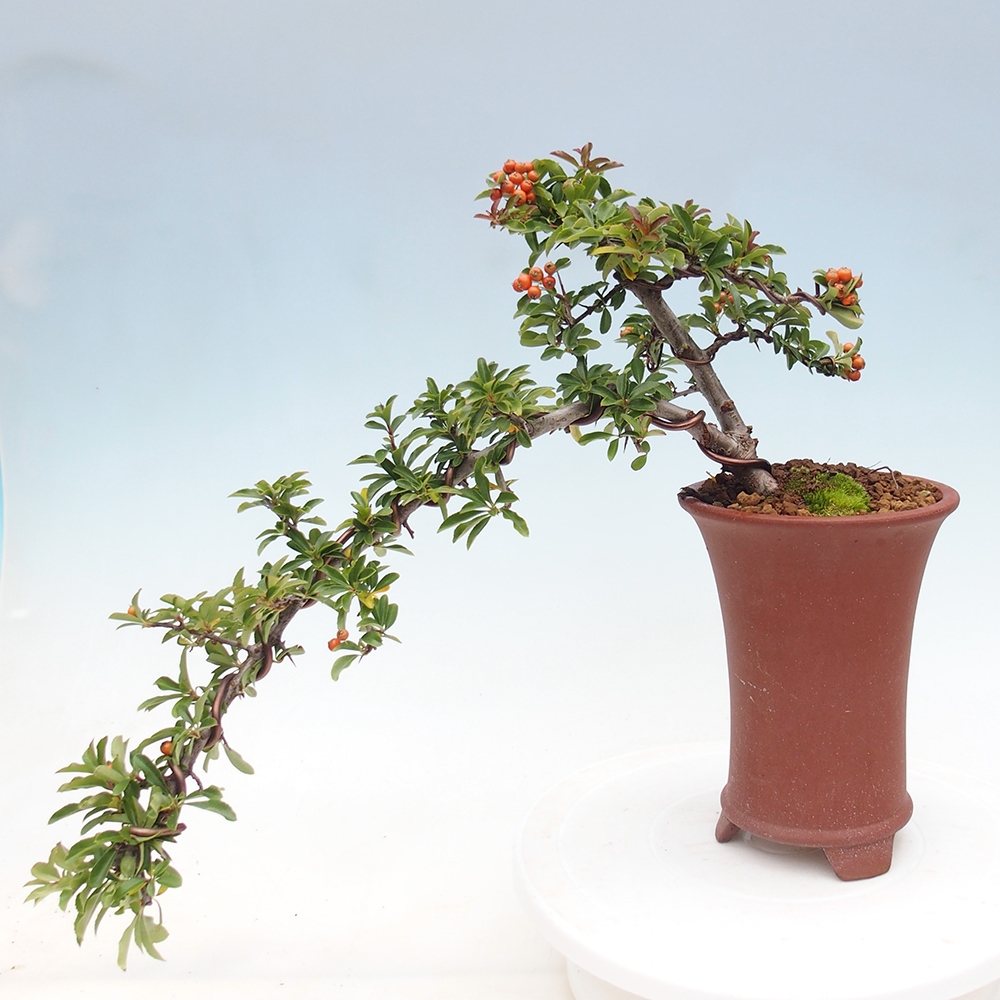 Venkovní bonsai-Pyracanta Teton -Hlohyně