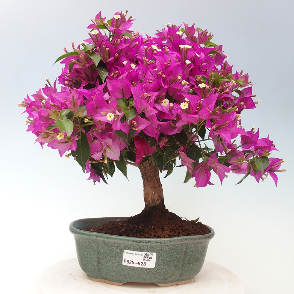 Pokojová bonsai - Bouganwilea