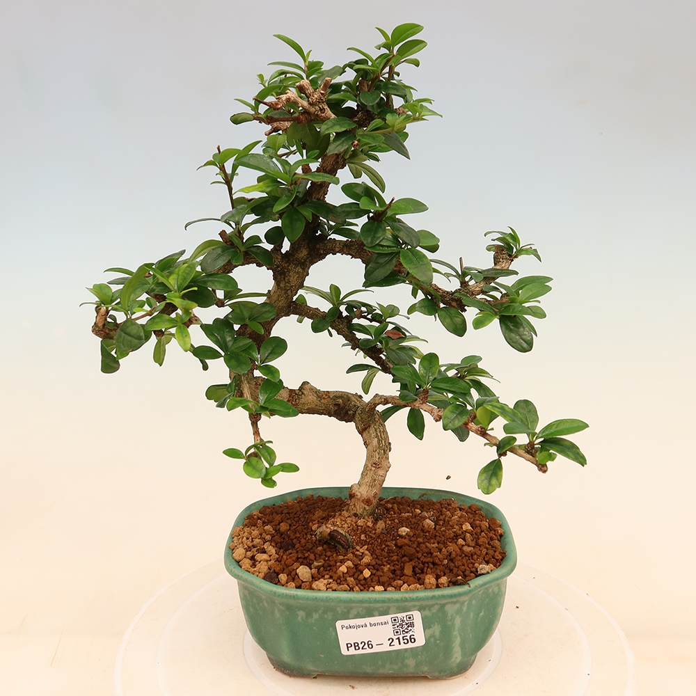 Pokojová bonsai - Carmona macrophylla - Čaj fuki