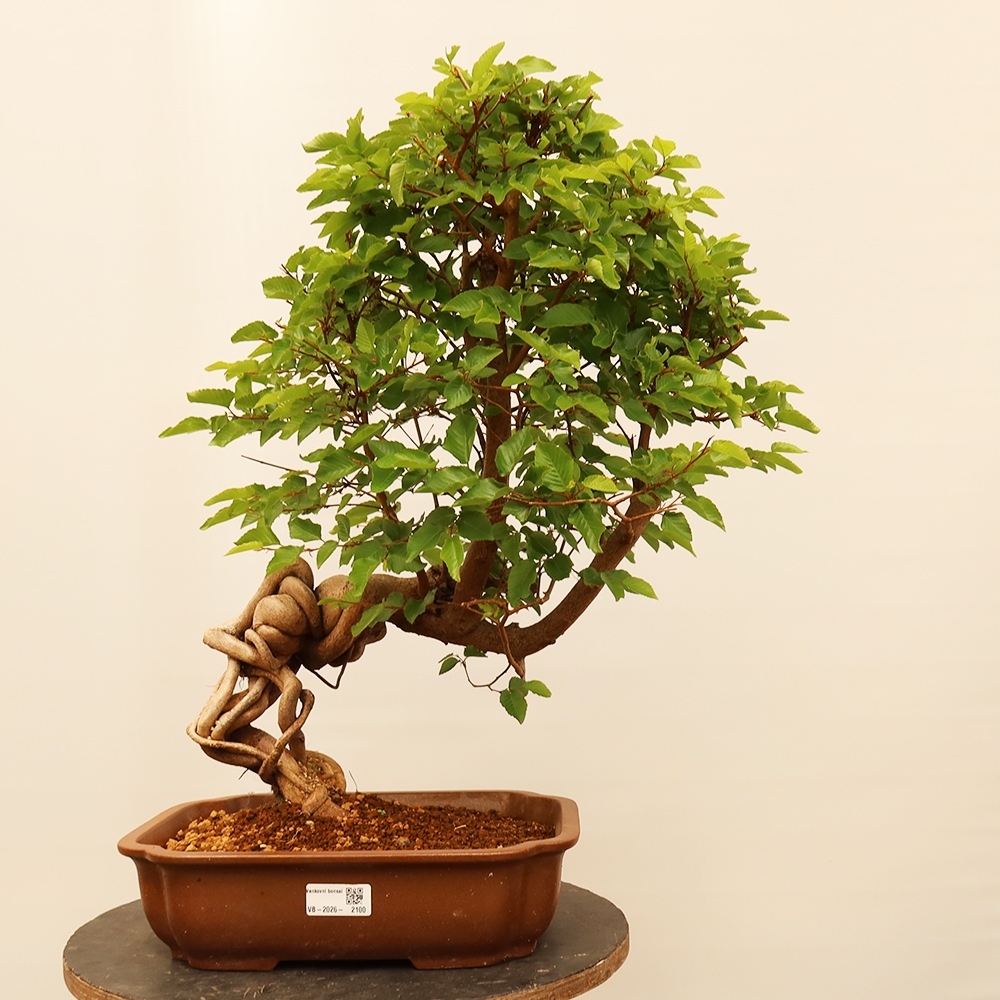 Venkovní bonsai -Carpinus Coreana - Habr korejský