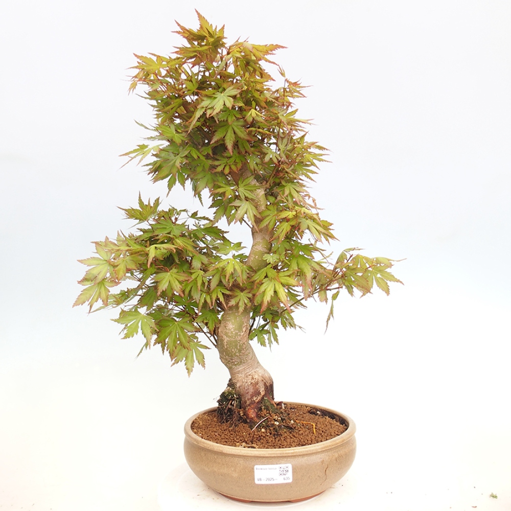 Venkovní bonsai - Acer palmatum  - Javor dlanitolistý