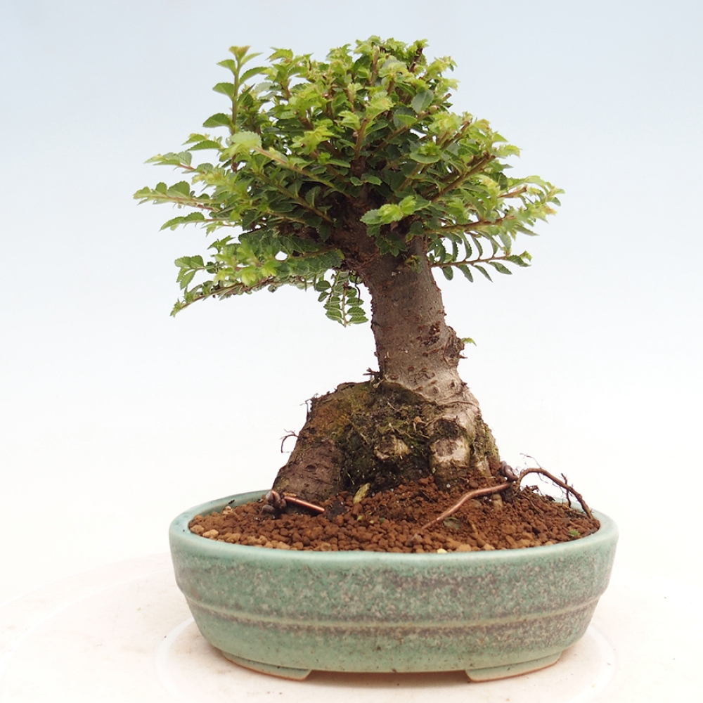 Venkovní bonsai - Ulmus parvifolia Hokkaido - jilm Činski
