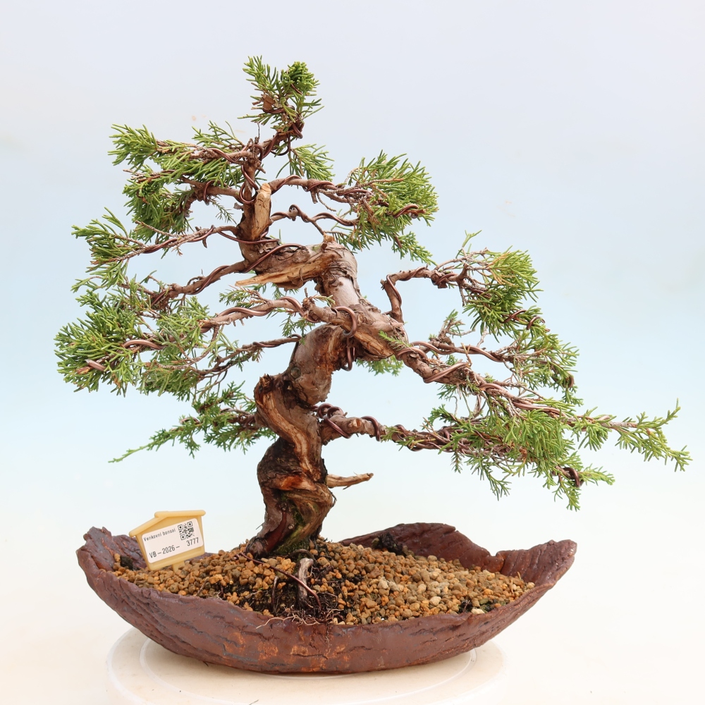 Venkovní bonsai - Juniperus chinensis Itoigawa-Jalovec čínský