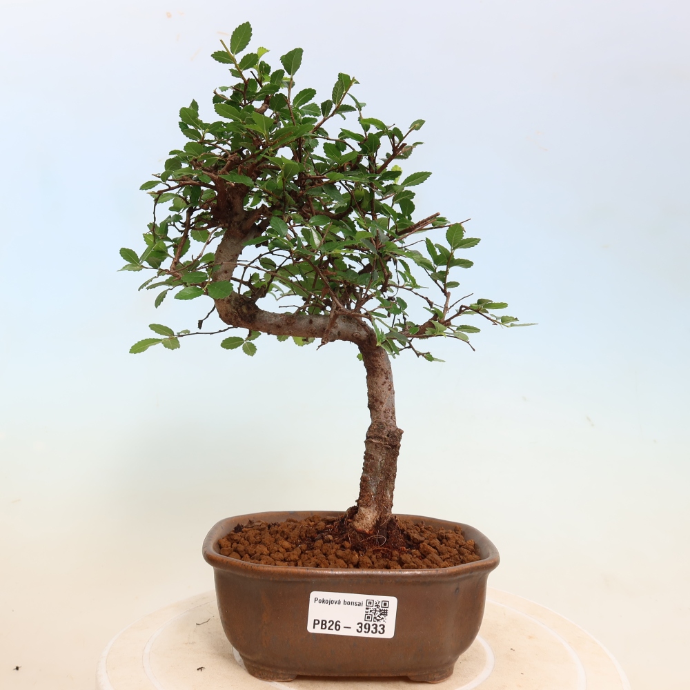 Pokojová bonsai - Ulmus parvifolia - Malolistý jilm