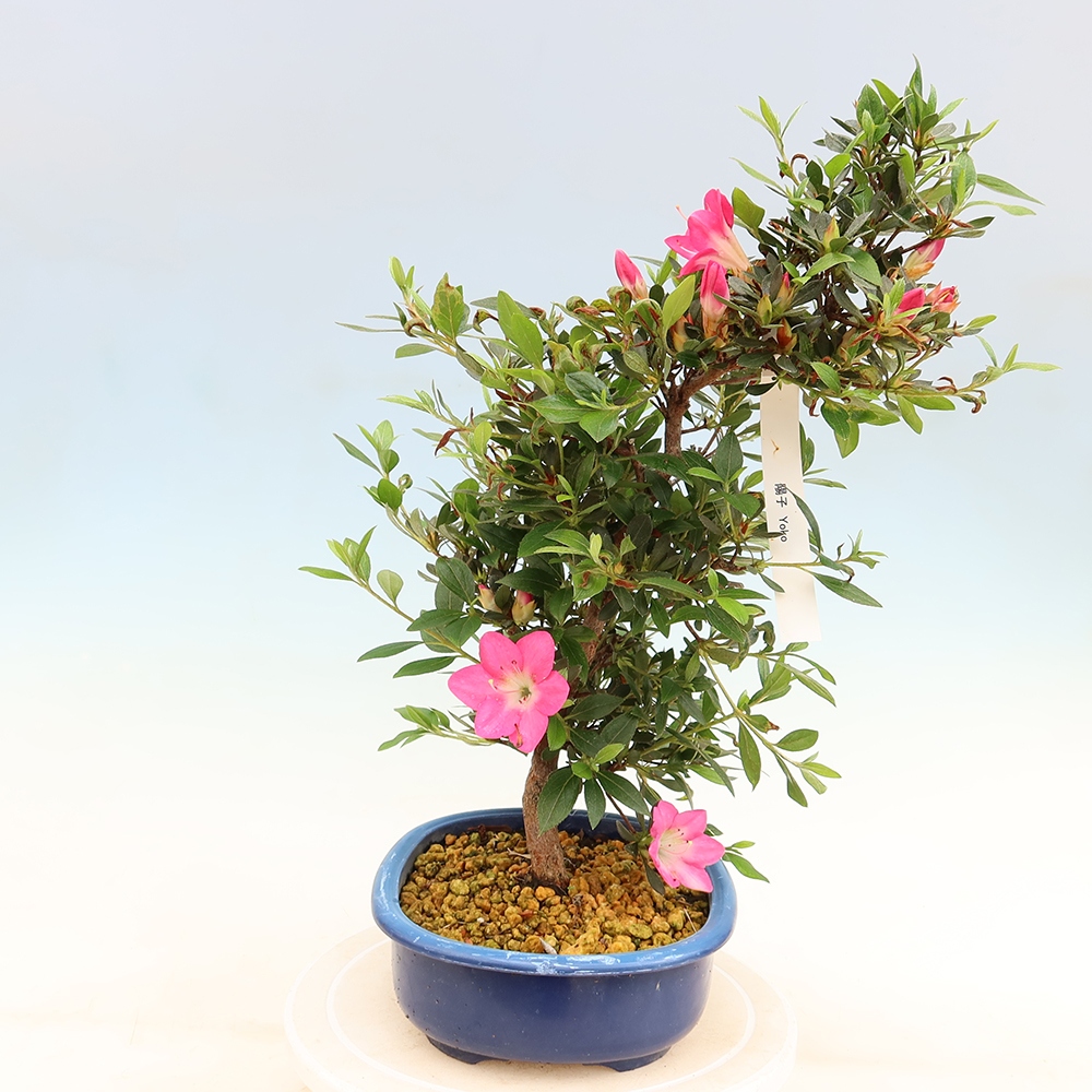 Venkovní bonsai - Japonská azalka - Azalea Yoko