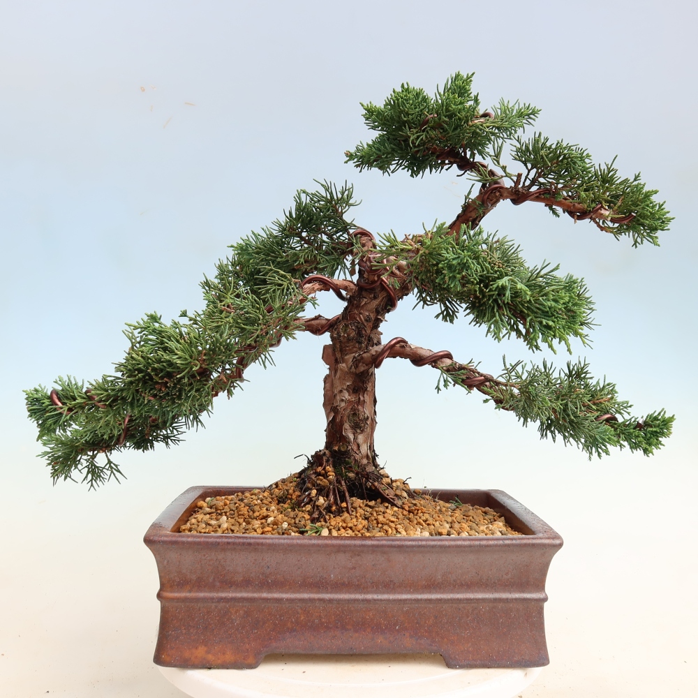 Venkovní bonsai - Juniperus chinensis Kishu -Jalovec čínský