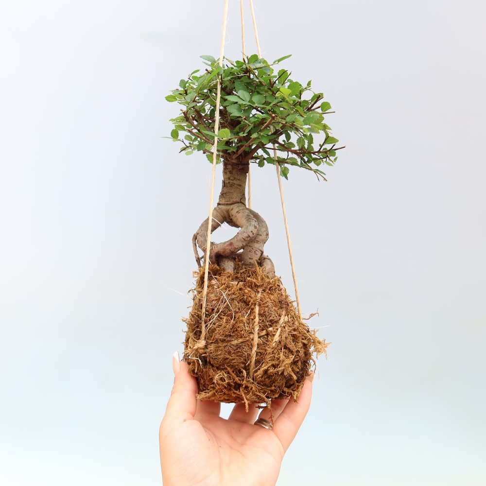 Kokedama v keramice -Ulmus parvifolia- malolistý jilm