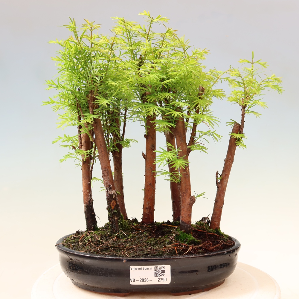 Venkovní bonsai - Metasequoia glyptostroboides - Metasekvoje čínská - lesík