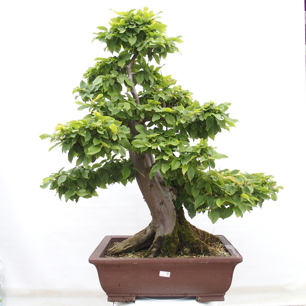 Venkovní bonsai - Habr obecný - Carpinus betulus