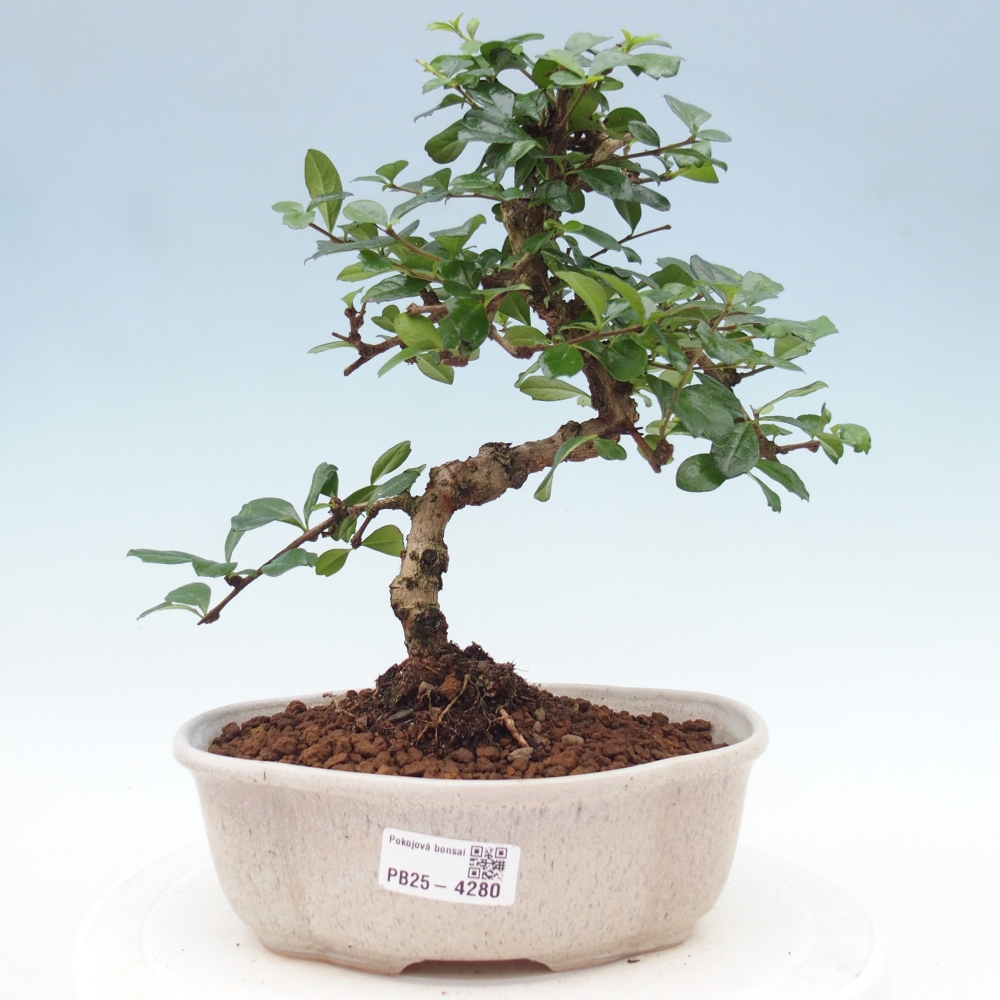 Pokojová bonsai - Carmona macrophylla - Čaj fuki