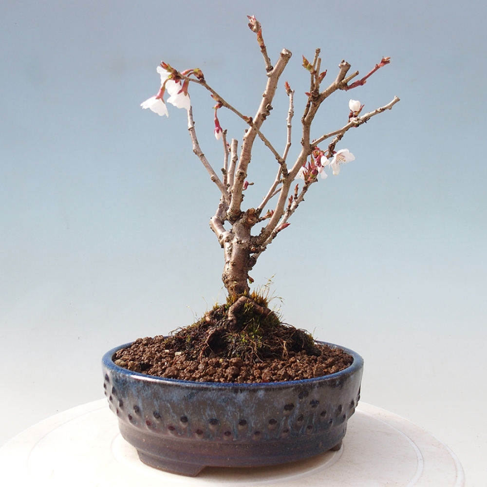 Venkovní bonsai - Prunus incisa Kojou-no mai-Slivoň vyříznutá