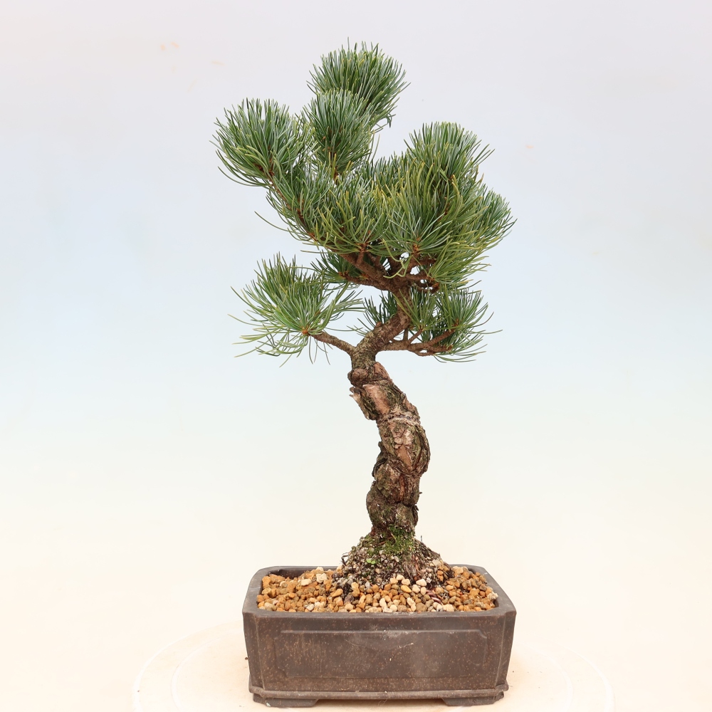 Venkovní bonsai - Pinus parviflora - Borovice drobnokvětá