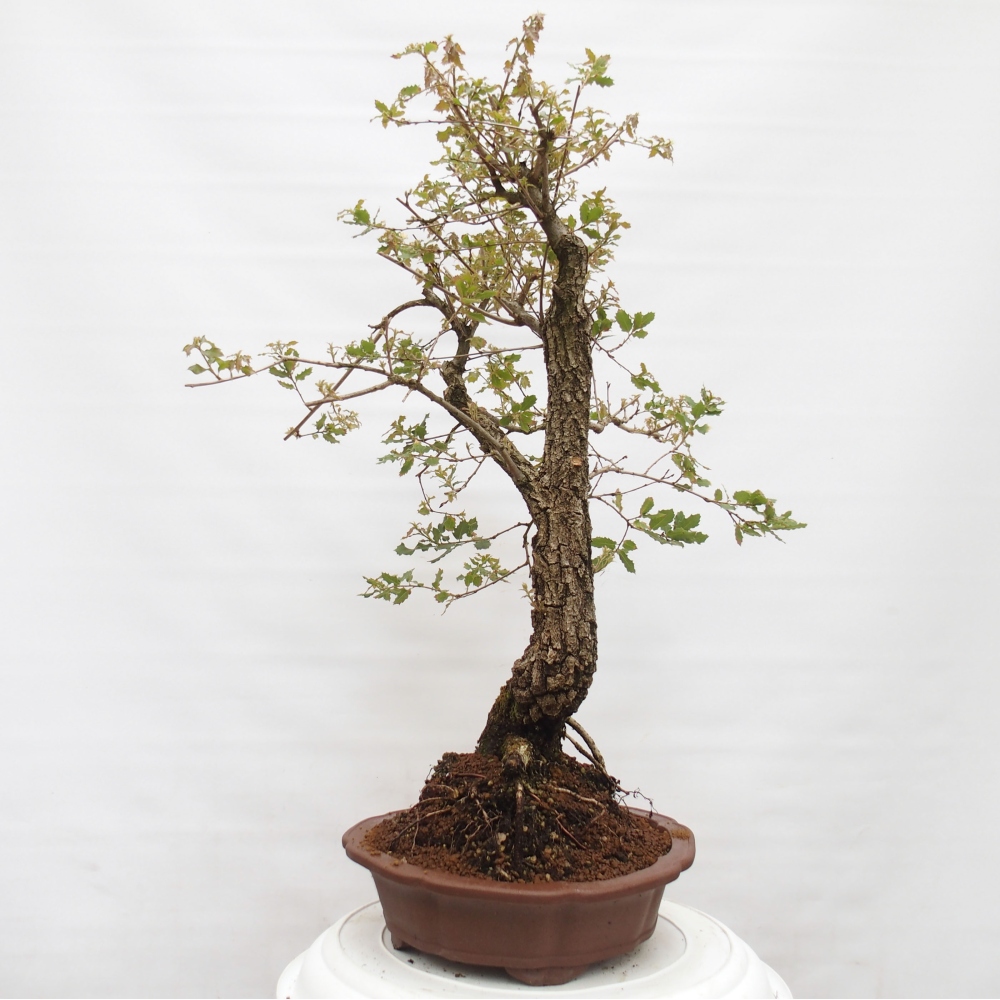 Yamadori - Quercus Ilex -Dub cesmínovitý