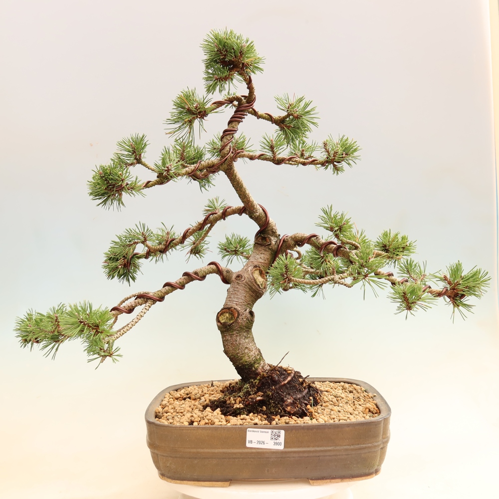 Venkovní bonsai - Pinus mugo Humpy  - Borovice kleč