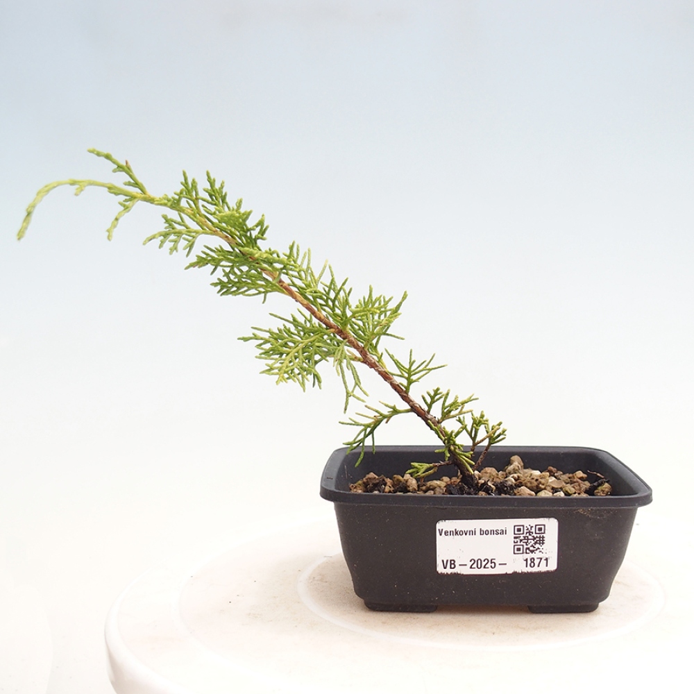 Venkovní bonsai - Juniperus chinensis Itoigawa -Jalovec čínský