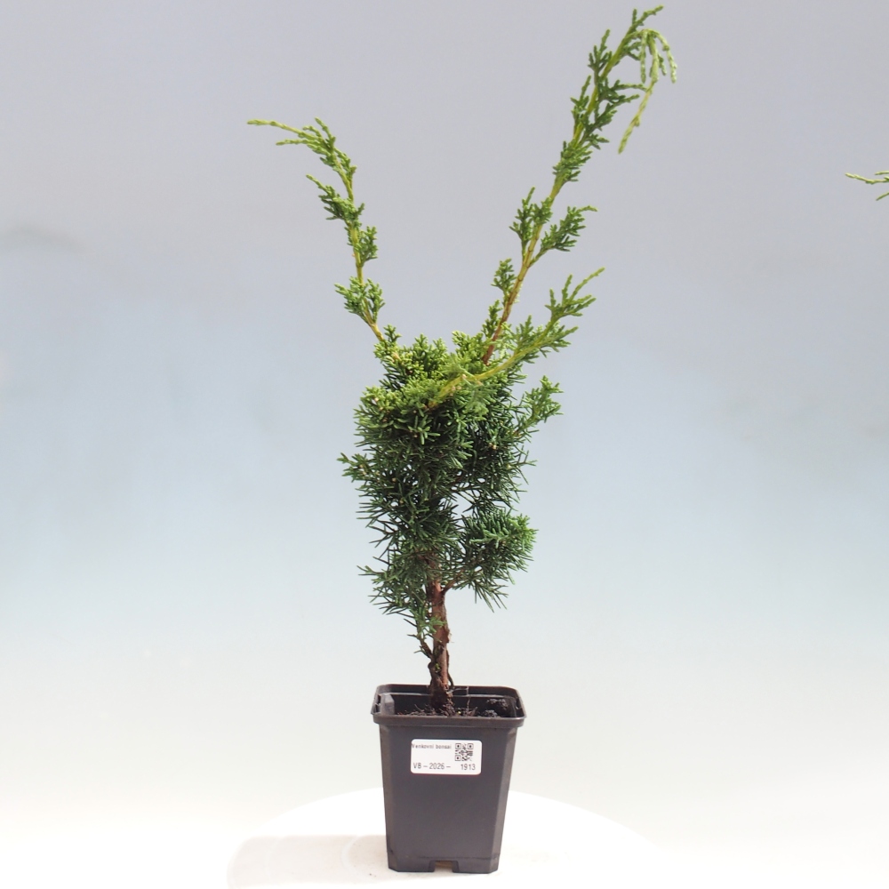 Venkovní bonsai - Juniperus chinensis Kishu -Jalovec čínský