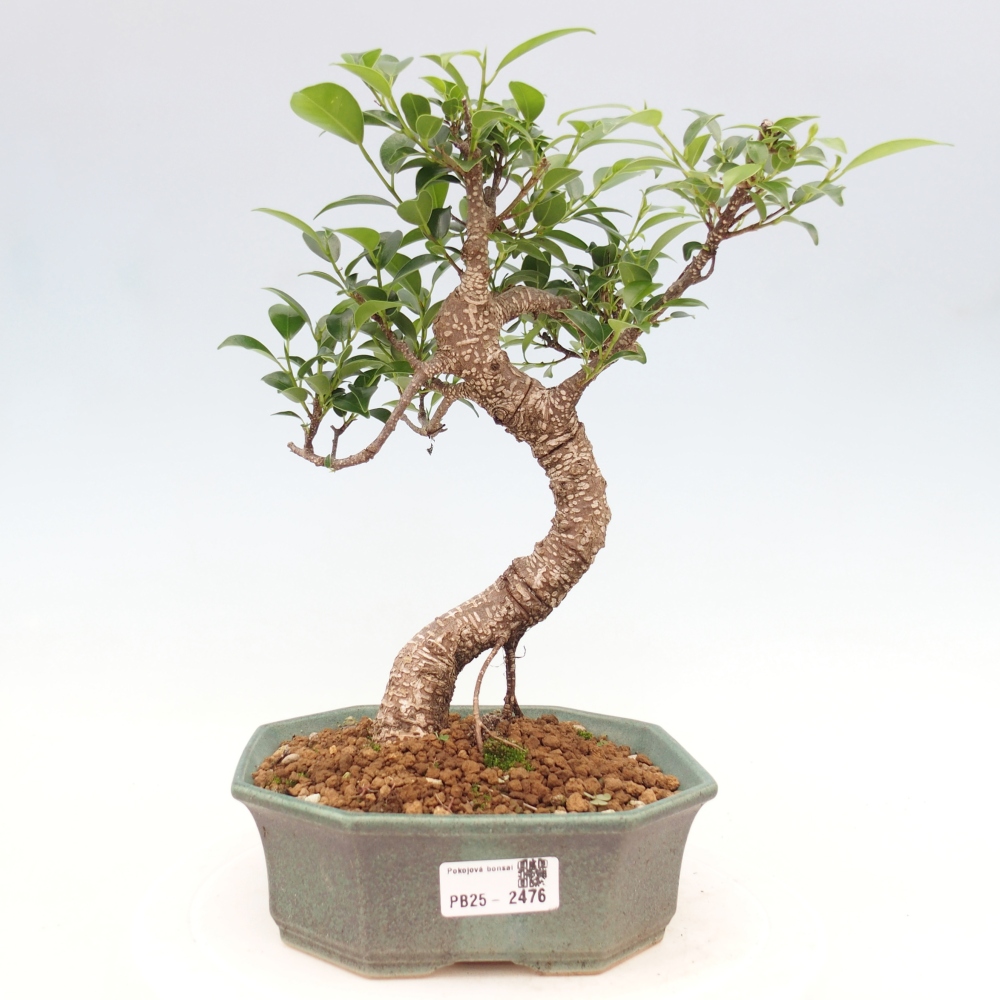 Pokojová bonsai - Ficus retusa -  malolistý fíkus