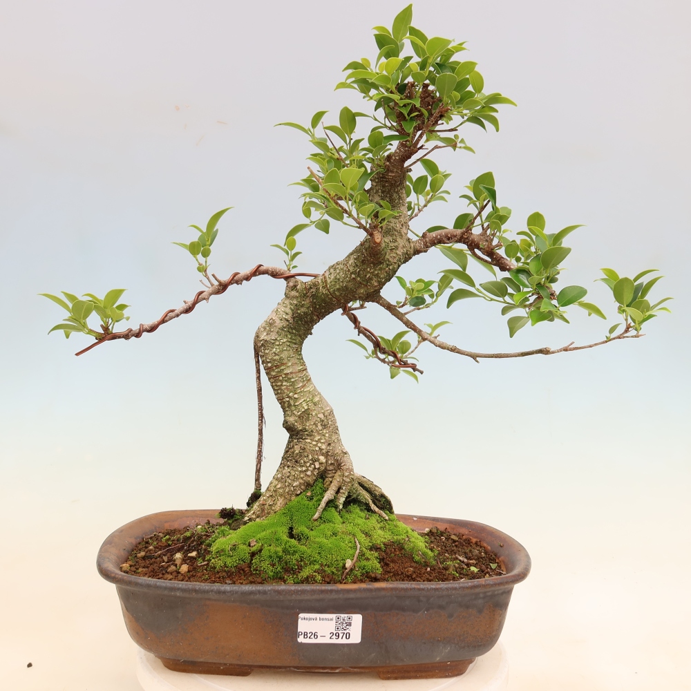 Pokojová bonsai - Ficus kimmen -  malolistý fíkus
