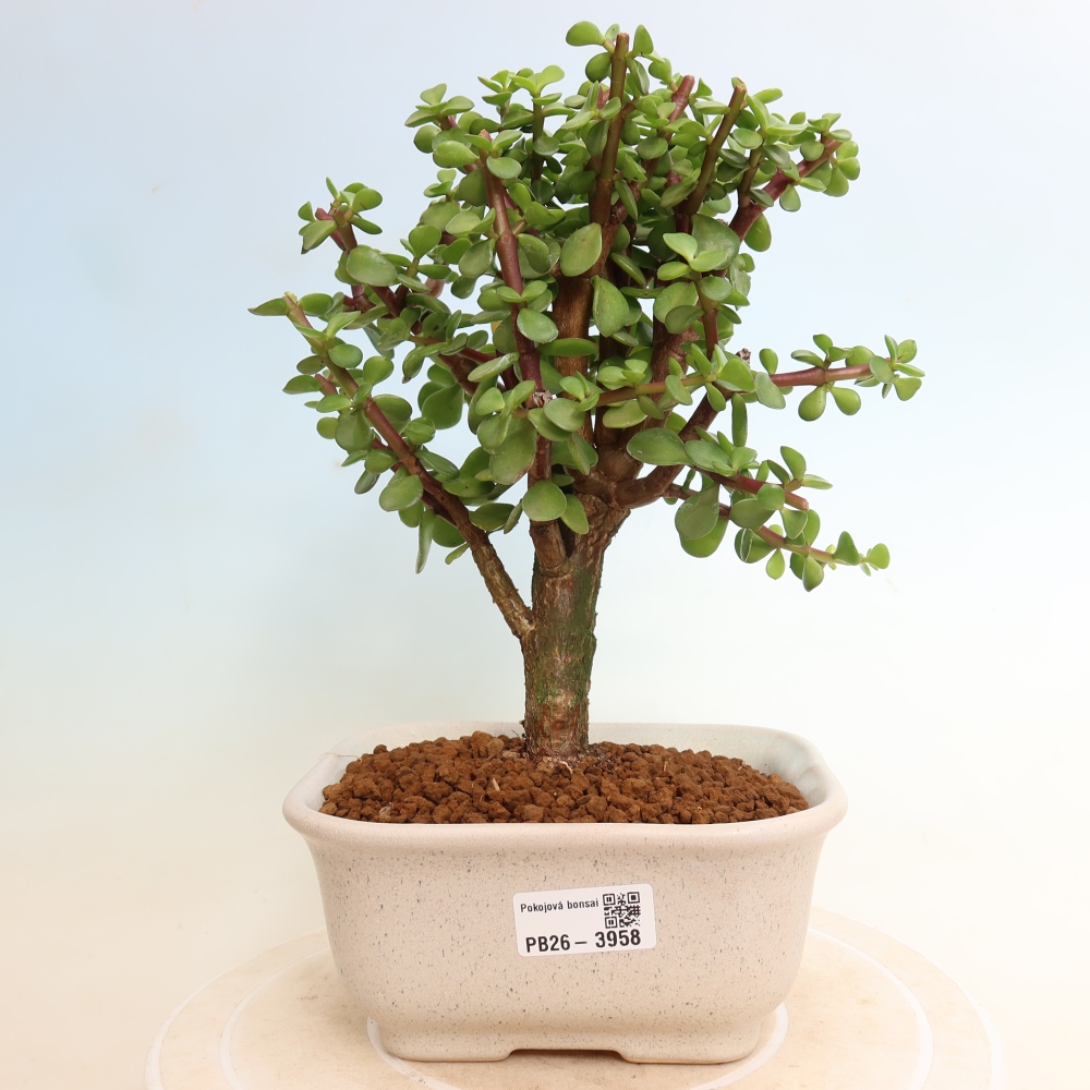 Pokojová bonsai - Portulakaria Afra - Tlustice