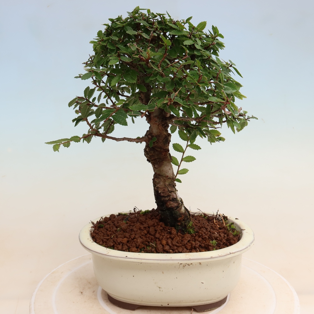Venkovní bonsai - Zelkova - Zelkova NIRE