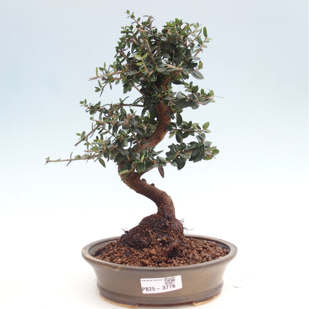 Pokojová bonsai - Olea europaea sylvestris -Oliva evropská drobnolistá