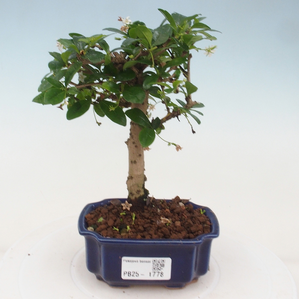 Pokojová bonsai - Carmona macrophylla - Čaj fuki