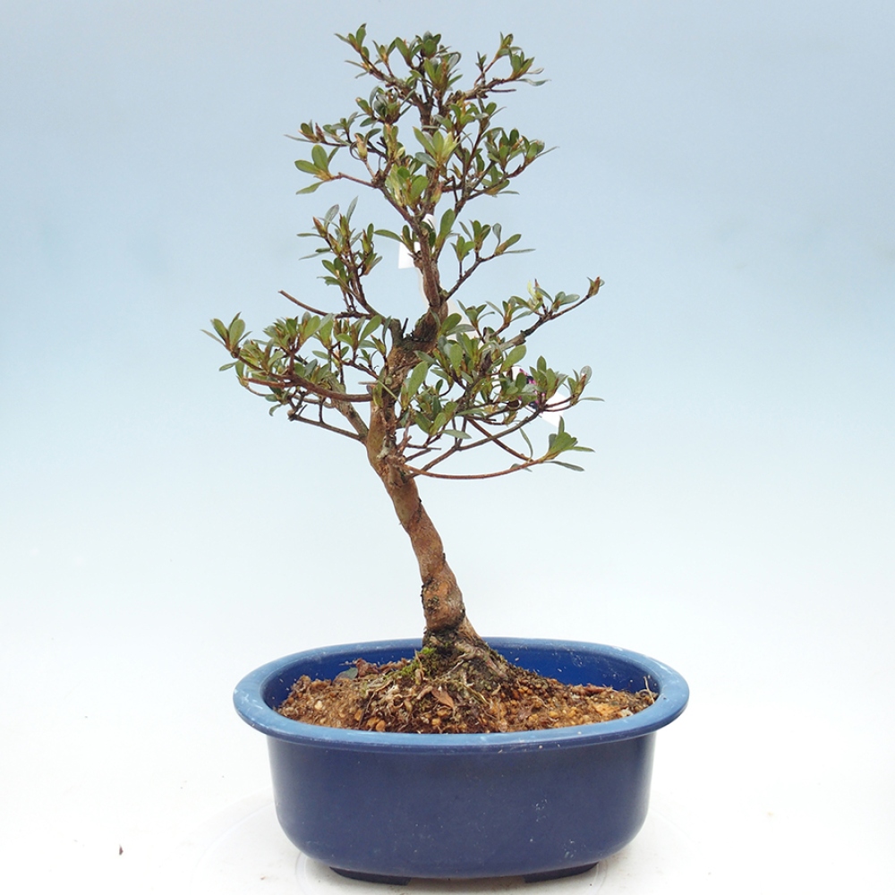 Venkovní bonsai - Japonská azalka - Azalea Mio