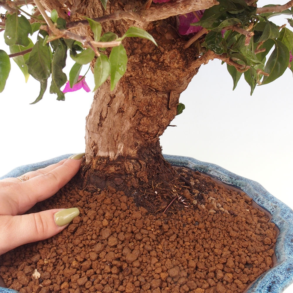 Pokojová bonsai - Bouganwilea